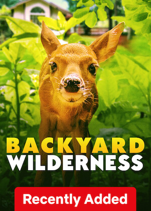 Netflix: Backyard Wilderness | <strong>Opis Netflix</strong><br> Oryginalny film przyrodniczy o niezwykłym życiu roślin i zwierząt w lesie otaczającym podmiejski dom oraz dziecku, które stopniowo odkrywa ich fascynujący świat. | Oglądaj film na Netflix.com